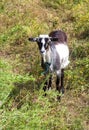 Brown and white hornless village goat grazing on a meadow Royalty Free Stock Photo