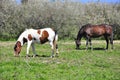 Brown white horse Royalty Free Stock Photo