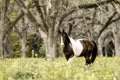 Brown & white horse in fall pasture Royalty Free Stock Photo