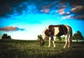 brown and white horse grazing in pasture with blue sky Royalty Free Stock Photo