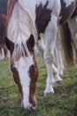 Brown and white horse Royalty Free Stock Photo