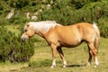 Brown and white horse in green alpine pasture Royalty Free Stock Photo