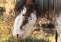 Brown and white horse head with unusual blue eye Royalty Free Stock Photo