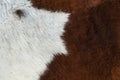 Brown and white  horse hide close up texture as background Royalty Free Stock Photo