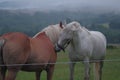 Friendship between two horses Royalty Free Stock Photo