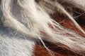 Brown and white horse mane close up