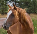 Brown and white Horse in the pasture Royalty Free Stock Photo