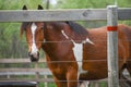 Brown and White Horse Peeking Head through Fence