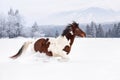 Brown and white horse running on deep snow covered country, trees and mountains in background Royalty Free Stock Photo