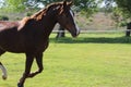 Horse Gallopping in a paddock