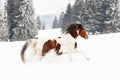 Brown and white horse, Slovak Warmblood breed, running on snow, blurred trees and mountains in background