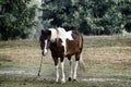 Brown and white horse standing on the grass, green forest background Royalty Free Stock Photo