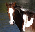 a brown and white horse standing next to a body of water Royalty Free Stock Photo