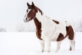 Brown and white horse standing in winter, her face covered with snow from playing on the ground, overcast sky and trees background Royalty Free Stock Photo