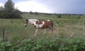 Brown & White Horse Royalty Free Stock Photo