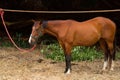 Brown and white horse tied up to a makeshift line Royalty Free Stock Photo