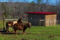 Brown and white horses grazing in the green pasture at the farm. Royalty Free Stock Photo