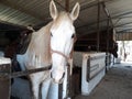 Brown and white horses in a stable Royalty Free Stock Photo