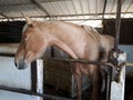 Brown and white horses in a stable Royalty Free Stock Photo