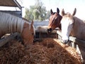 Brown and white horses in a stable Royalty Free Stock Photo