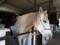 Brown and white horses in a stable Royalty Free Stock Photo