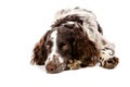 Brown-white hunting dog on white Royalty Free Stock Photo