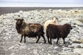 brown and white Icelandic sheep in Diamond Beach in Iceland Royalty Free Stock Photo