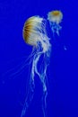 Brown and white jellyfish in front of a blue background Royalty Free Stock Photo