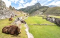 Brown and white lama resting on green meadow at Machu Picchu archaeological ruins site in Peru - Exclusive travel destination and Royalty Free Stock Photo