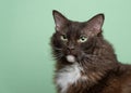 brown white laperm cat with green eyes portrait on green background Royalty Free Stock Photo