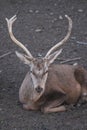 Brown and white lapland husky lying down deer with large antlers looking straight ahead