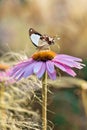 A brown white large butterfly on an echinacea flower in the brilliance of the morning sun. Royalty Free Stock Photo