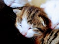 Brown and white little kitten sleeping, eyes closed.