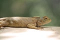 a brown and white lizard laying on a wooden floor next to water