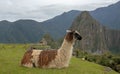 Brown and white Llama at Machu Picchu in Peru Royalty Free Stock Photo