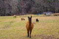 A brown and white llama, a small light brown horse, brown and white geese surrounded by think yellow and green grass