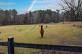 A brown and white llama, a small light brown horse, brown and white geese surrounded by think yellow and green grass on a farm Royalty Free Stock Photo