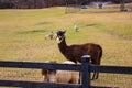 A brown and white llama, a small light brown horse, brown and white geese surrounded by think yellow and green grass on a farm