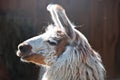 Brown and white llama in the sun Royalty Free Stock Photo