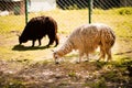 Brown and white llamas stand in the field and eat grass in the Carpathian zoo.