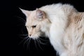 Brown white longhair cat looking down Royalty Free Stock Photo