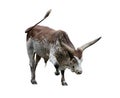 Brown and white longhorn steer