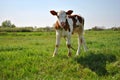 Brown and white male calf tied with a chain standing on a grassy meadow and licking nose with long tongue, blue clear sky