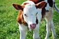 Brown and white male calf tied with a chain standing on a grassy meadow and licking nose with long tongue, portrait close up