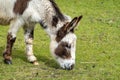 Donkey, brown-white male, grazing in meadow, Netherlands