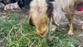 A brown white male goat is eating green leaves