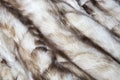 Brown and white mink natural fur background texture design  animal fell Royalty Free Stock Photo