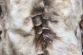 Brown and white mink natural fur background texture design, animal fell Royalty Free Stock Photo