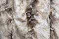 Brown and white mink natural fur background texture design  animal fell Royalty Free Stock Photo