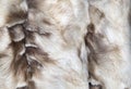 Brown and white mink natural fur background texture design  animal fell Royalty Free Stock Photo